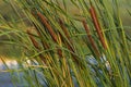 Swamp Cattails Typha Angustifolia Broadleaf Brown Flowers. Papyrus Grow In The Water