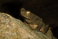 A swamp toad sits on a wet rock. Royalty Free Stock Photo