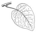 Swamp Cottonwood Leaf vintage illustration