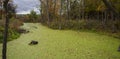 Swamp covered with green duckweed on a deciduous forest in cloudy weather.  Web banner Royalty Free Stock Photo