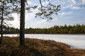 A swamp covered with melting ice in a spring pine forest Royalty Free Stock Photo