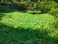 A swamp covered with thriving water hyacinth plants Royalty Free Stock Photo