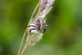 The swamp crab spider on the eggs