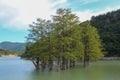 swamp cypress grove in the cypress lake, the sukko river Royalty Free Stock Photo