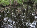 Swamp with cypress knees and still water