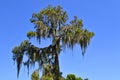 Swamp cypress with spanish moss Royalty Free Stock Photo