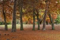 Swamp Cypress Taxodium Distichum in a park Royalty Free Stock Photo