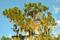 Swamp cypress tree with spanish moss