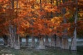 Swamp cypress trees in beautiful autumn dress