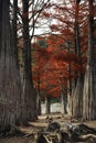 Swamp cypress trees on a dry lake on a clear autumn day Royalty Free Stock Photo