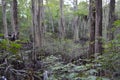 Swamp with cypress trees, Spanish moss, and giant web