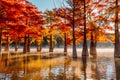 Swamp cypresses on lake, fog and sunshine. Taxodium distichum with red needles in Florida Royalty Free Stock Photo