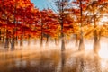 Swamp cypresses on lake with reflection, fog and sunshine. Taxodium distichum with orange needles in Florida Royalty Free Stock Photo