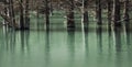 Swamp cypresses stand in the calm water