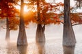 Swamp cypresses trees in water with orange needles, warm sunrise light and fog on river Royalty Free Stock Photo
