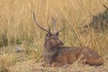 Swamp deer animal Royalty Free Stock Photo