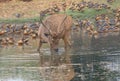 Swamp deer animal Royalty Free Stock Photo