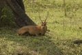 swamp deer resting under the shade Royalty Free Stock Photo