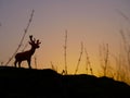 Swamp deer toy animal Royalty Free Stock Photo