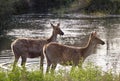 Swamp deers Royalty Free Stock Photo