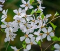 Swamp Dewberry - Rubus hispidus