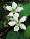 Swamp Dewberry