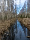 Swamp ditch in spring, trees and sky shine in water