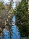 Swamp ditch in spring, trees and sky shine in water