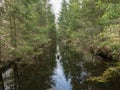 Swamp ditch in spring, trees and sky shine in water