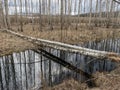 Swamp ditch in spring, trees and sky shine in water