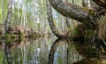 A swamp ditch, white birches along the edges, swamp grass and moss, wonderful reflections in the dark swamp water