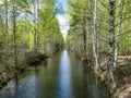 A swamp ditch, white birches along the edges, swamp grass and moss, wonderful reflections in the dark swamp water