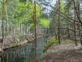 A swamp ditch, white birches along the edges, swamp grass and moss, wonderful reflections in the dark swamp water