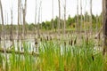 A swamp with dry dead trees, logs, and flowering cattails. Natural background