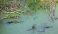 Swamp Duckweed covered the surface of the water