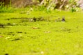 Swamp duckweed green water tree view. Forest swamp duckweed water view. Swam forest leaves in duckweed water scene Royalty Free Stock Photo