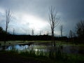 Swamp at dusk during a rain storm