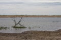 Swamp on Ermak Island in the Danube Biosphere Reserve near the town of Vylkove. Ukraine