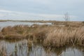 Swamp on Ermak Island in the Danube Biosphere Reserve near the town of Vylkove. Ukraine