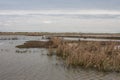 Swamp on Ermak Island in the Danube Biosphere Reserve near the town of Vylkove. Ukraine