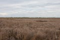 Swamp on Ermak Island in the Danube Biosphere Reserve near the town of Vylkove. Ukraine