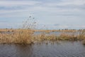 Swamp on Ermak Island in the Danube Biosphere Reserve near the town of Vylkove. Ukraine