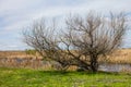 Swamp on Ermak Island in the Danube Biosphere Reserve near the town of Vylkove. Ukraine