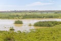 Swamp on a farm in Lagoa do Peixe National Park Royalty Free Stock Photo