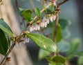 Swamp Fetterbush flowers, Okefenokee Swamp National Wildlife Refuge