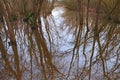 Swamp with flooded forest in Ravenna, Italy Royalty Free Stock Photo