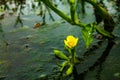 Swamp flower in the middle of a lagoon in the Darien jungle. Royalty Free Stock Photo