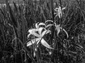 black and white swamp lily Royalty Free Stock Photo