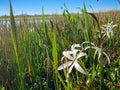Florida swamp plants Royalty Free Stock Photo