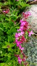 Swamp Flowers Tundra Royalty Free Stock Photo